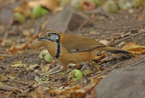 laughingthrush