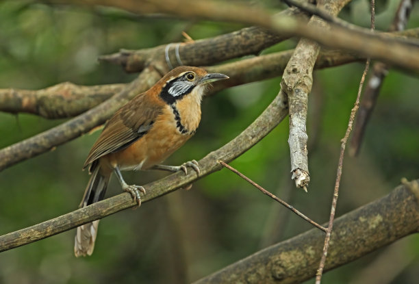 laughingthrush
