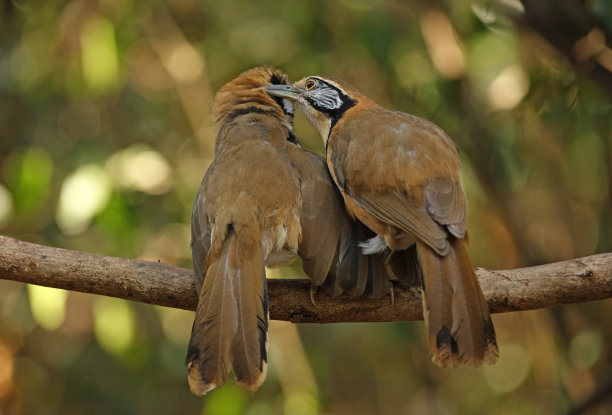 laughingthrush
