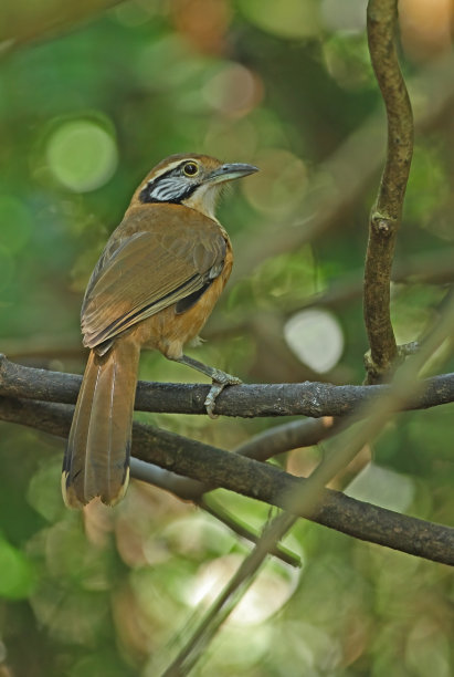 laughingthrush