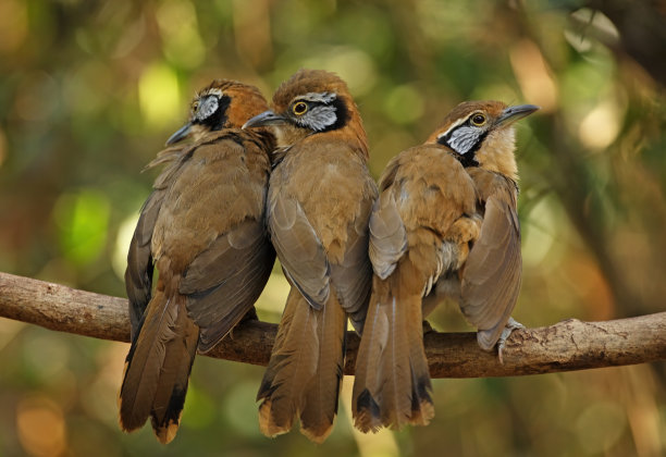 laughingthrush
