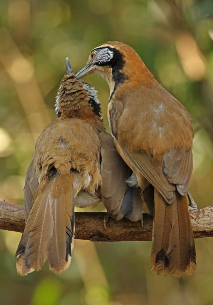 laughingthrush