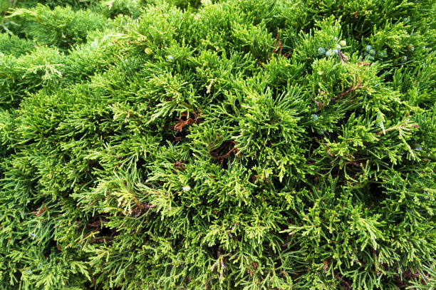 overgrown