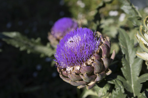 artichoke