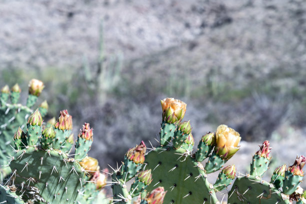 ocotillo