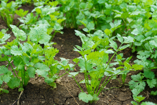 cilantro