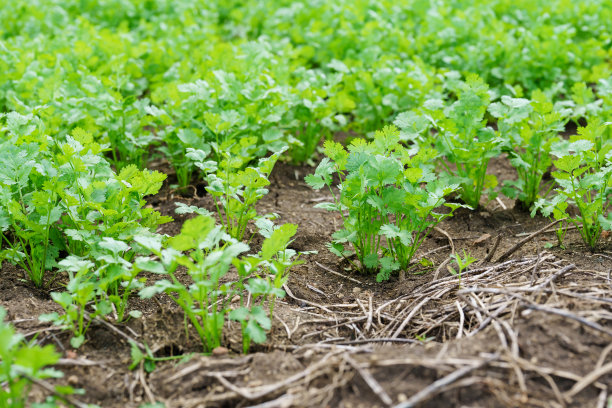 cilantro