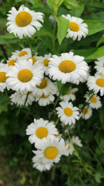pyrethrum