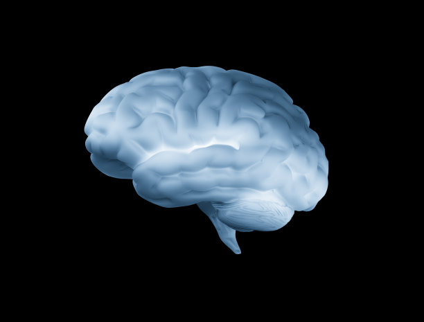 cerebrum