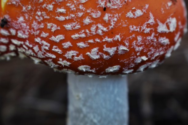 amanitaceae