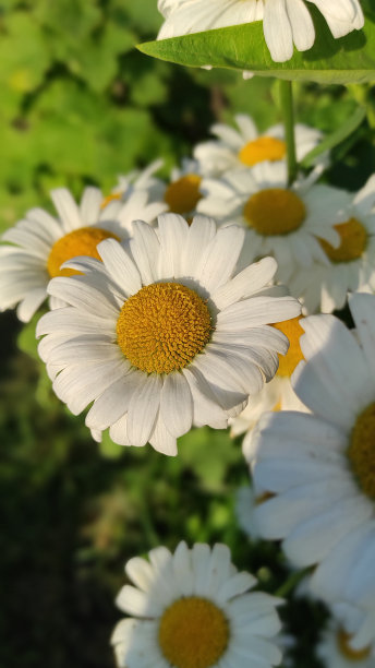 pyrethrum
