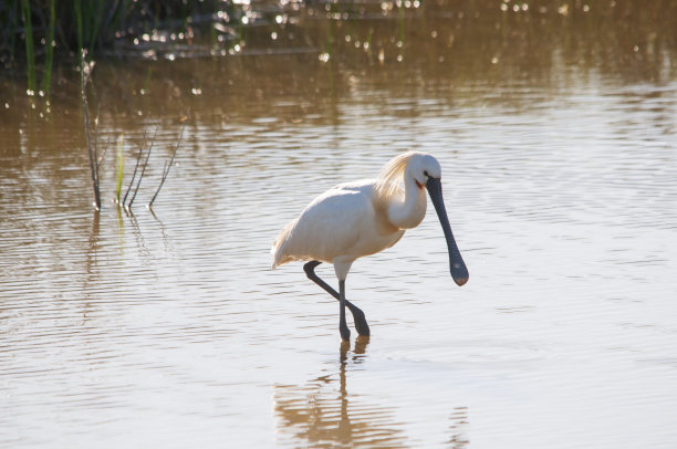spoonbill