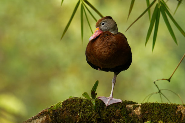 dendrocygna