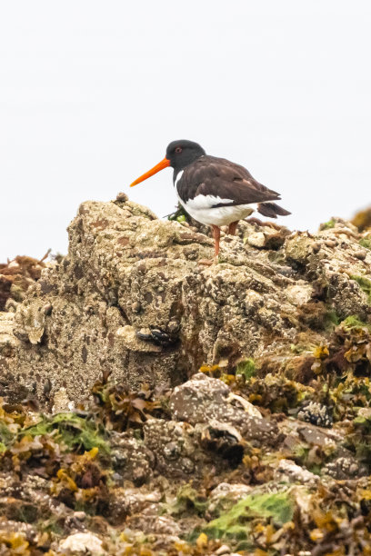 haematopus