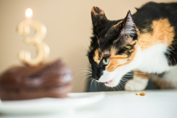 生日小猫派对可爱庆祝蛋糕形象