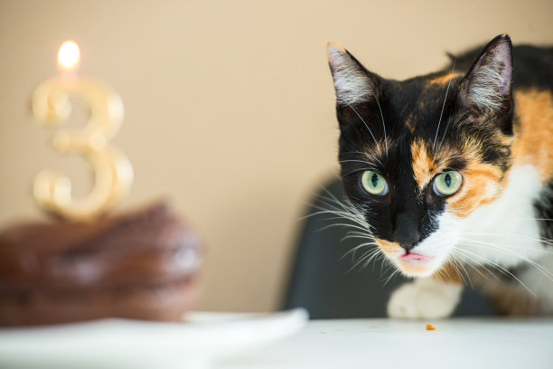 生日小猫派对可爱庆祝蛋糕形象