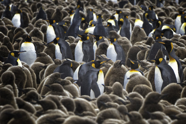 colony