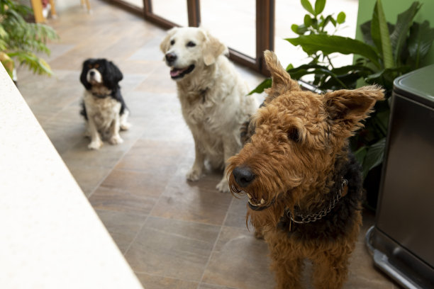 airedale