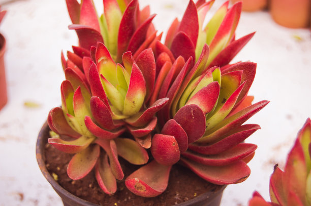 crassula