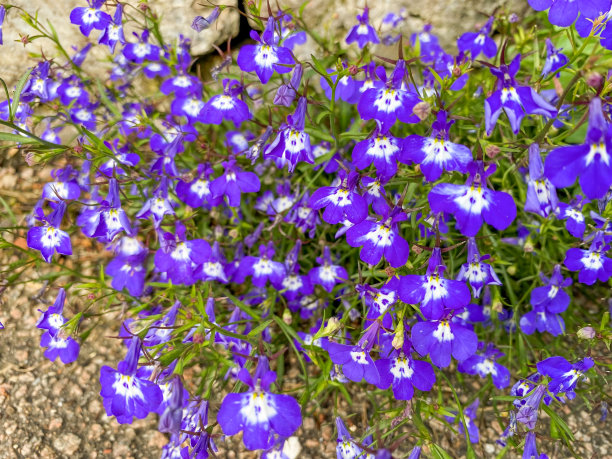lobelia