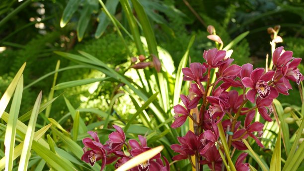 热带森林中的花朵，泰国