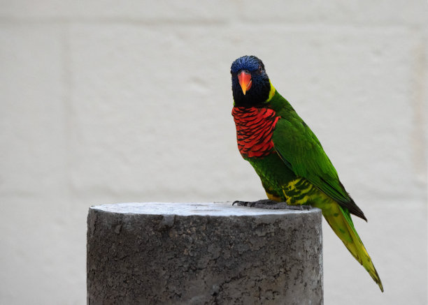 lorikeet