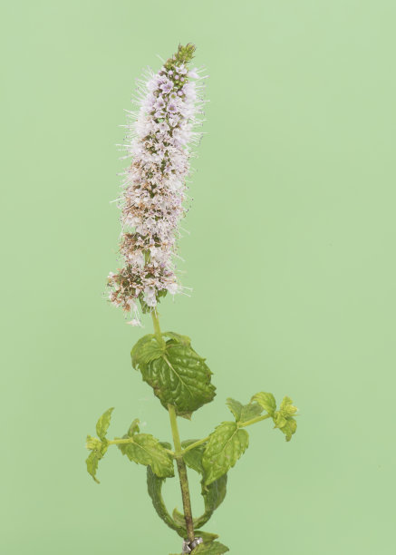 spearmint