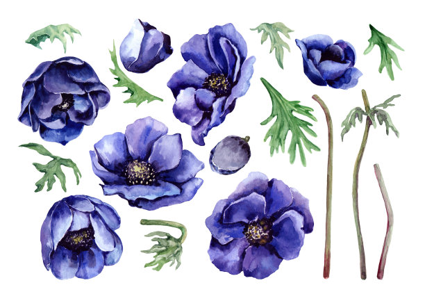 anemone