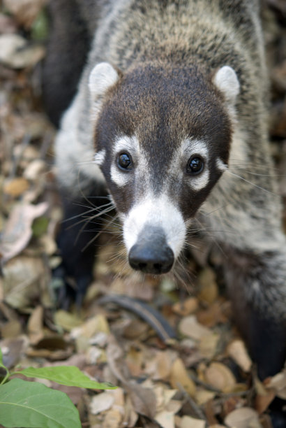 coatimundi