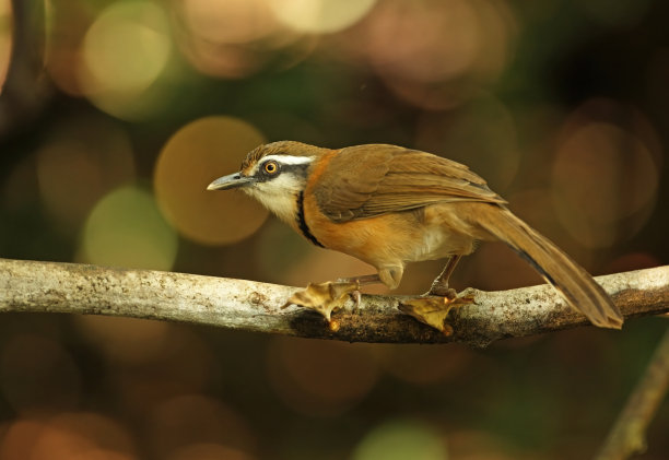 laughingthrush