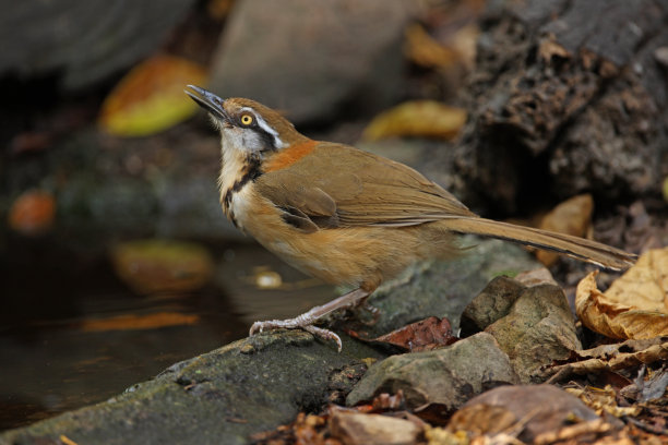 laughingthrush