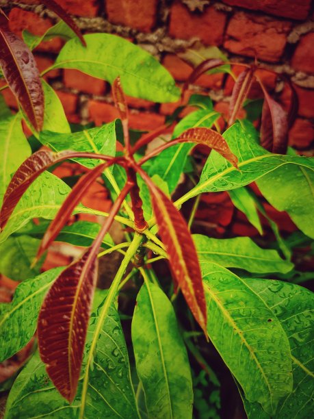 codiaeum