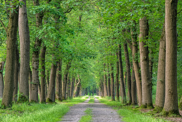 avenue