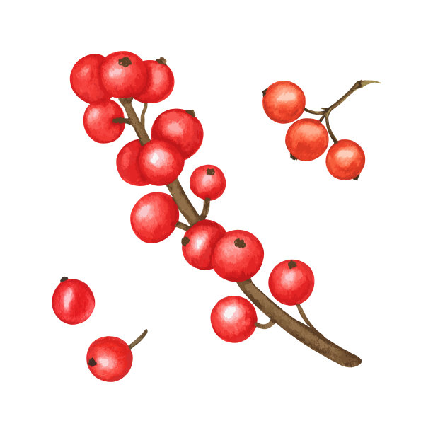 holly