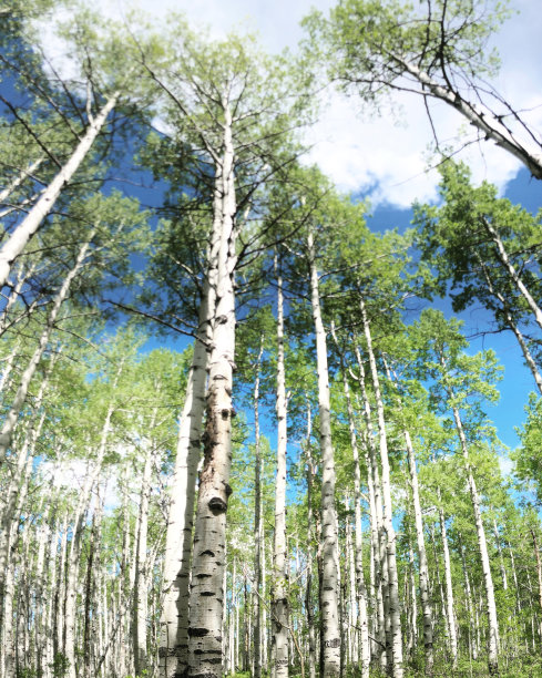 aspen