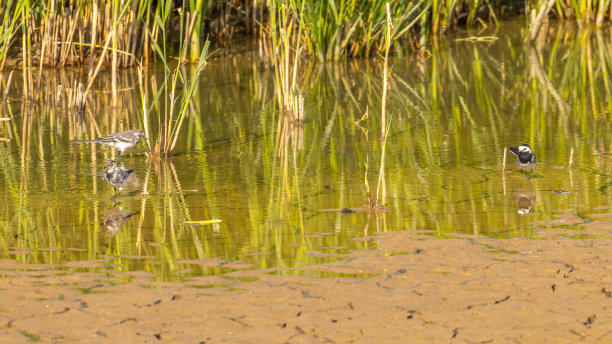 wagtail
