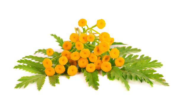 tanacetum