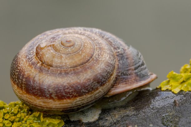 无脊椎动物标志