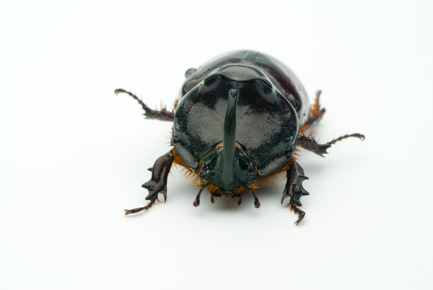 arthropod