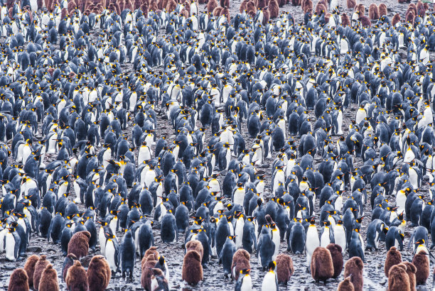 colony