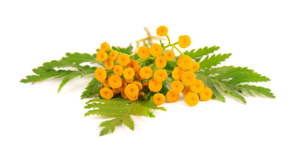 tanacetum