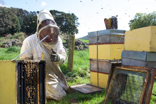 beekeeper