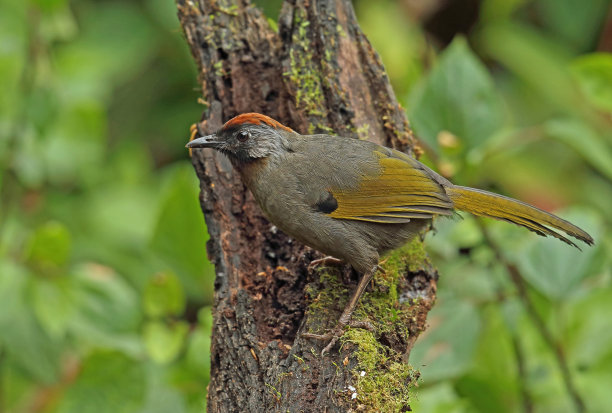 laughingthrush