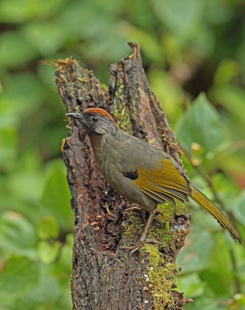 laughingthrush