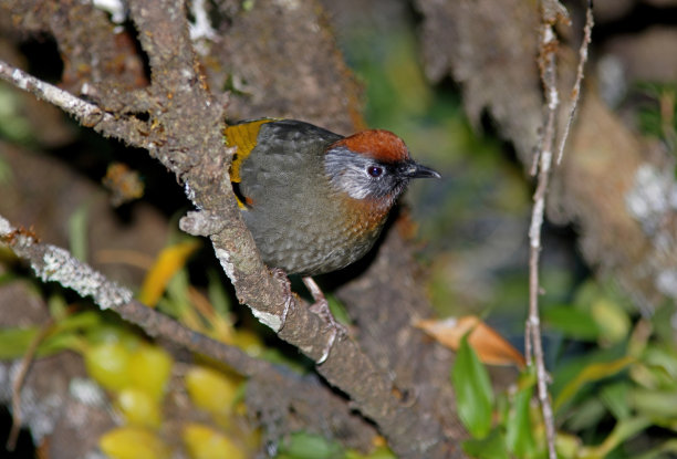 laughingthrush