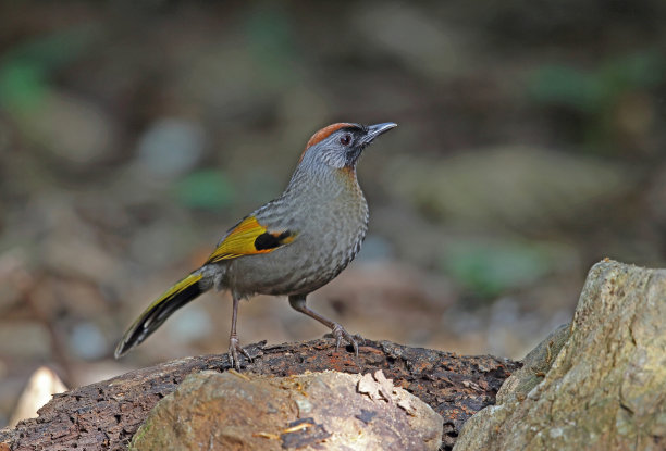 laughingthrush