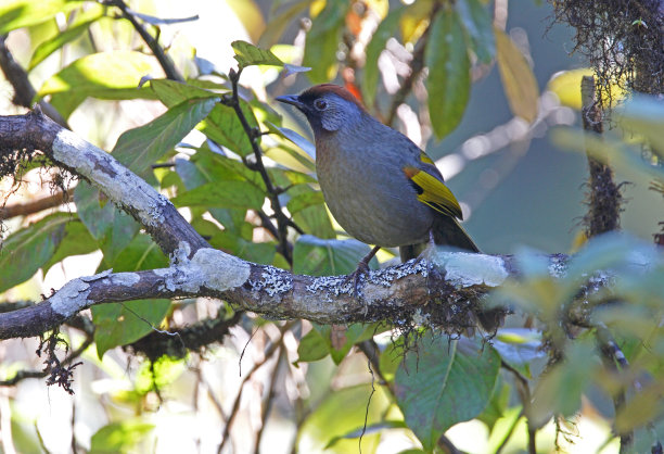 laughingthrush