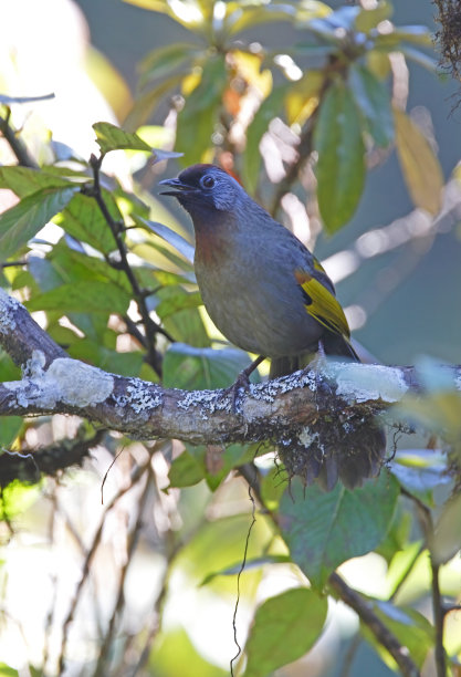 laughingthrush