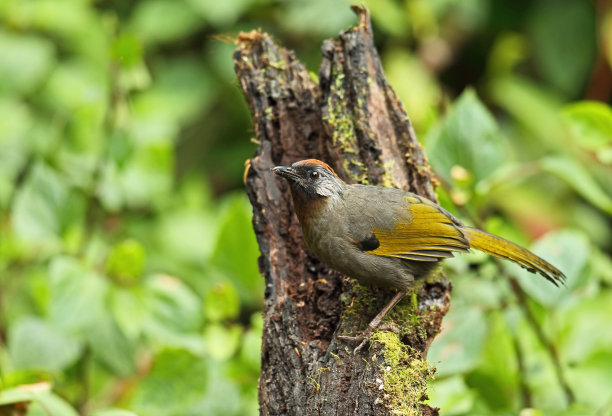 laughingthrush