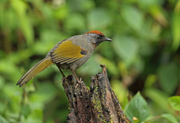 laughingthrush